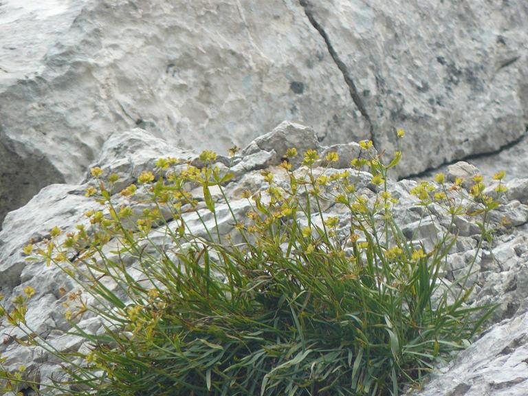 da determinare - Bupleurum sp.